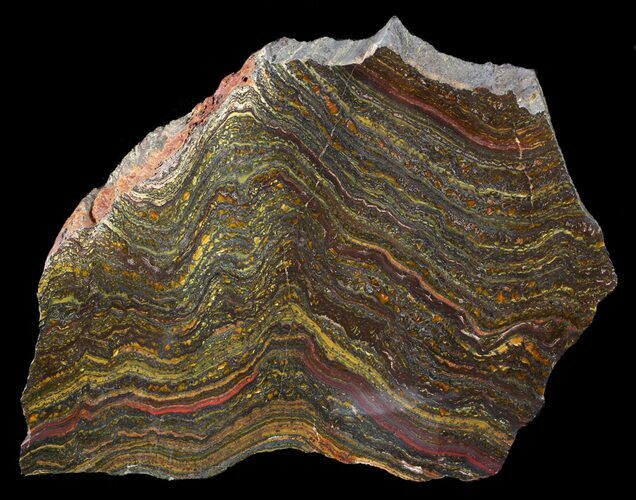 Polished Tiger Iron Stromatolite - ( Billion Years) #63305